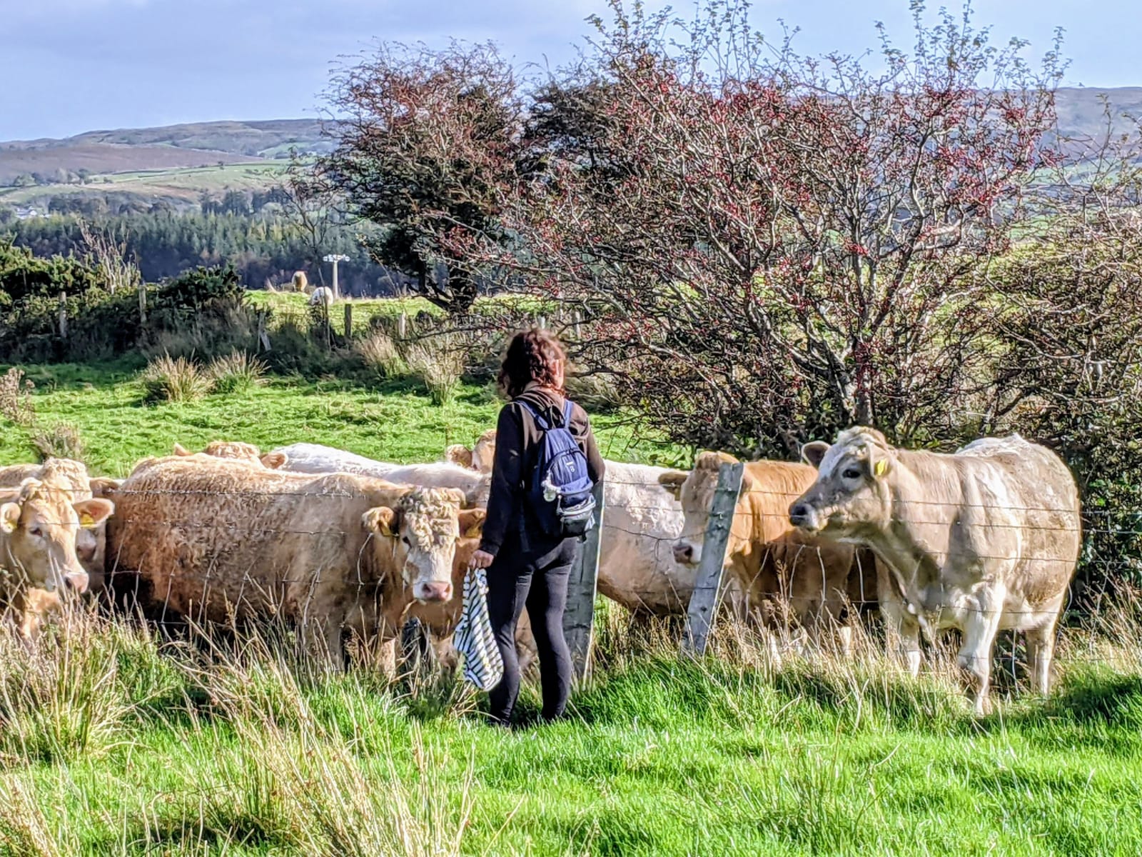 From Irish Pastures to Your Skin—The Eco Journey of Regenerative Tallow
