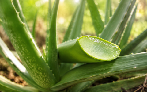 Aloe Vera Leaf Juice
