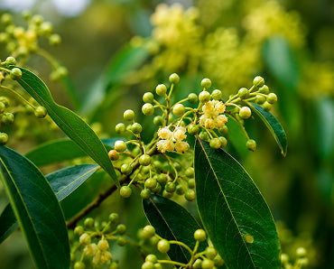 Litsea Cubeba Fruit Oil
